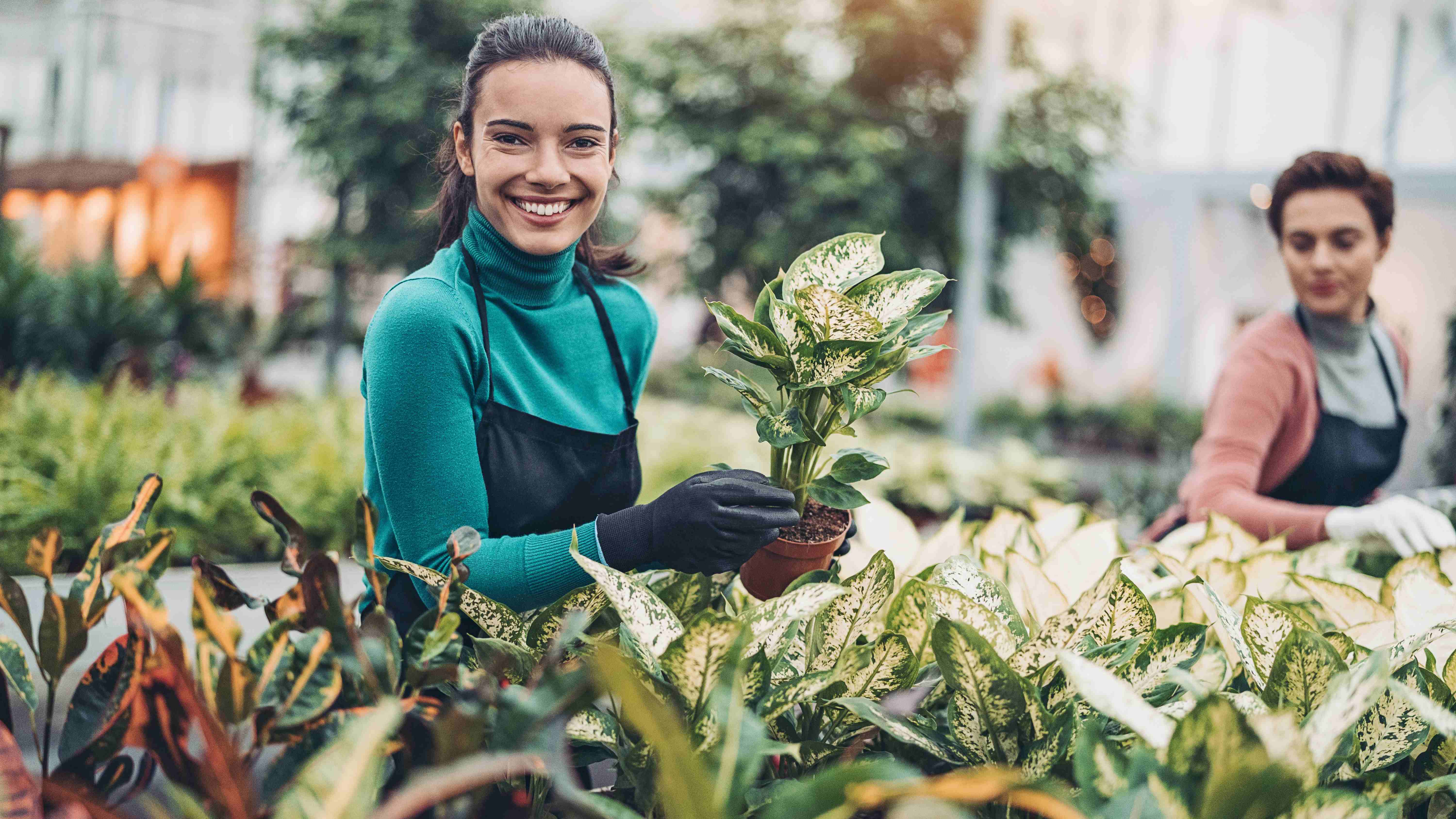 Greenhouse work with flowers & plants